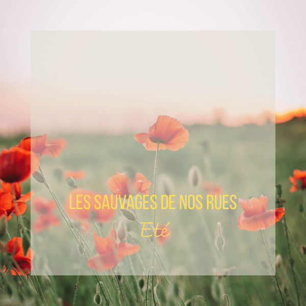 Eté Coquelicot