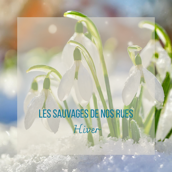 Hiver Perce neige
