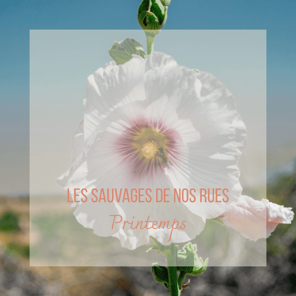 Printemps Rose trémière