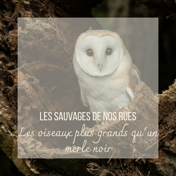 Sauvages de nos Rues grands oiseaux