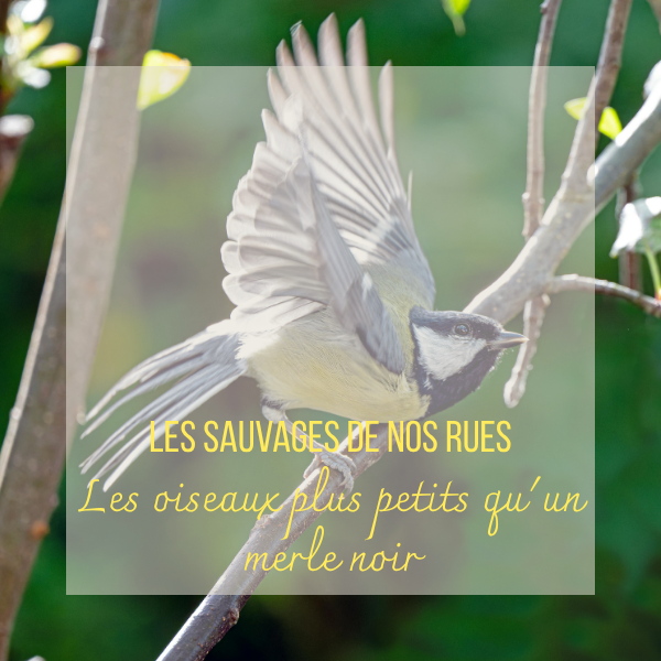 Sauvages de nos Rues petits oiseaux