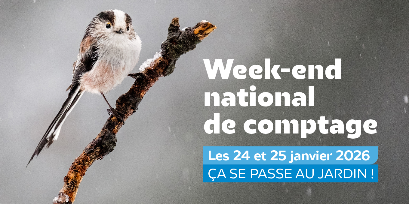 Comptage national Oiseaux des jardins les 24 et 25 janvier 2026